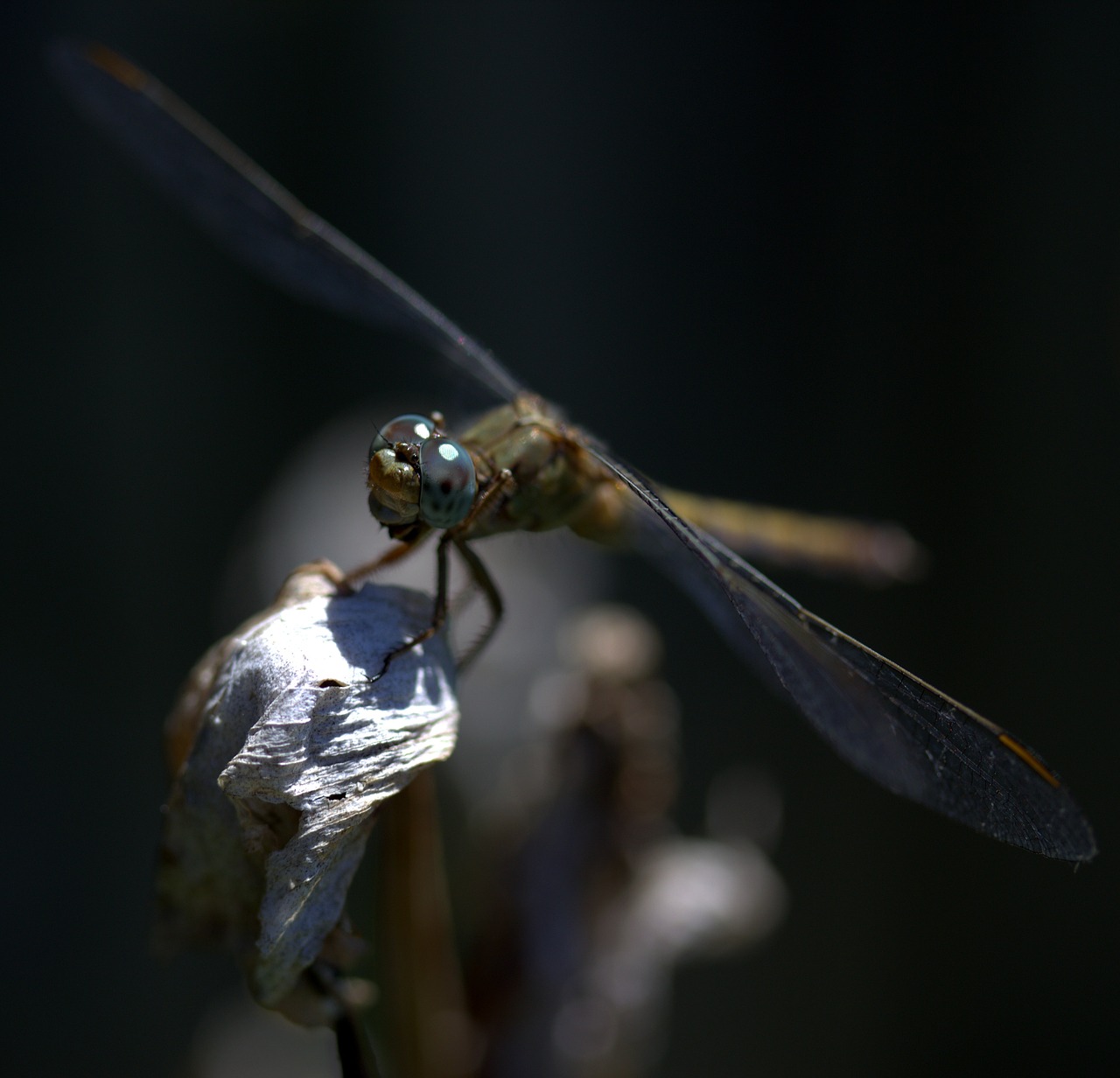 Image - dragonfly insecta wings plant