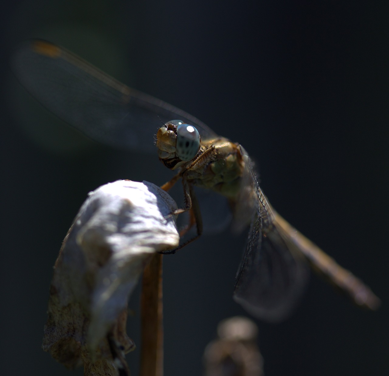 Image - dragonfly insecta wings plant