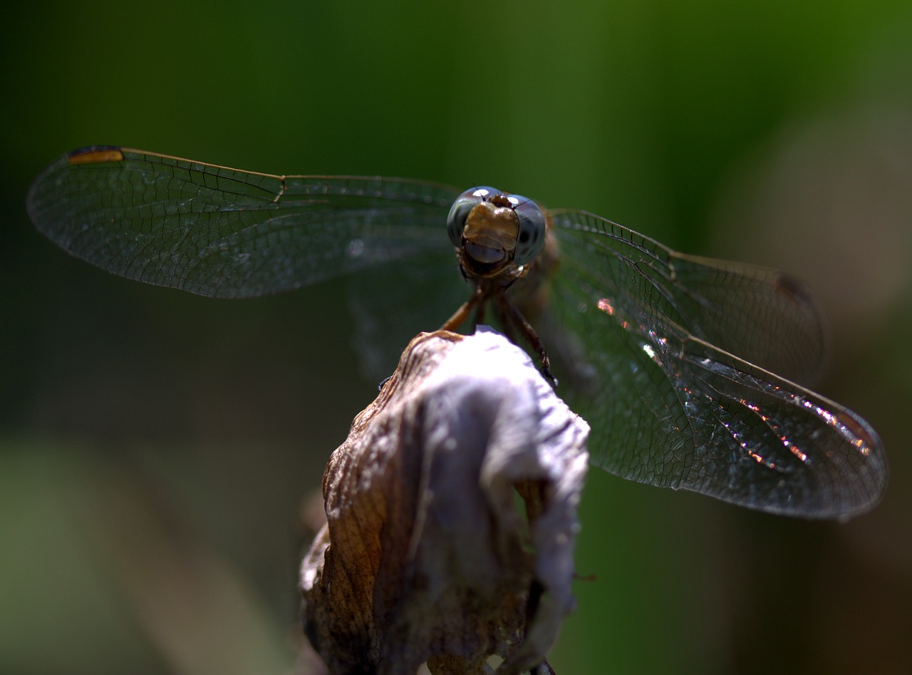 Image - dragonfly insecta wings plant