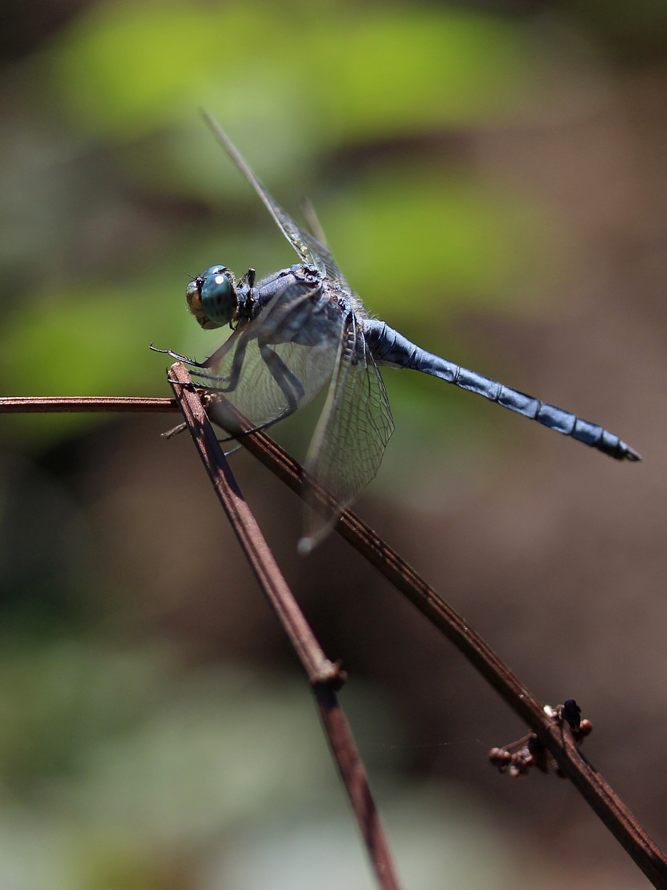 Image - dragonfly insecta wings plant