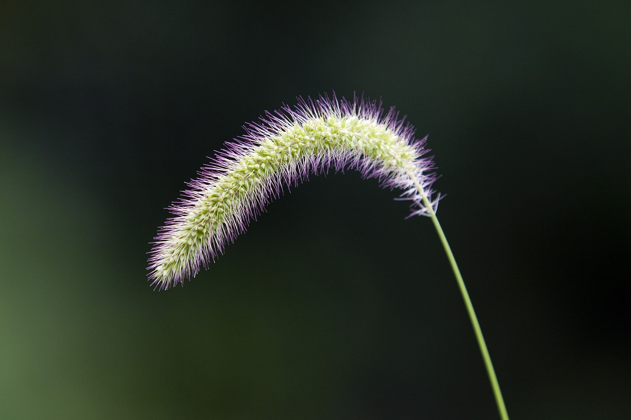 Image - foxtail nature pool forest green