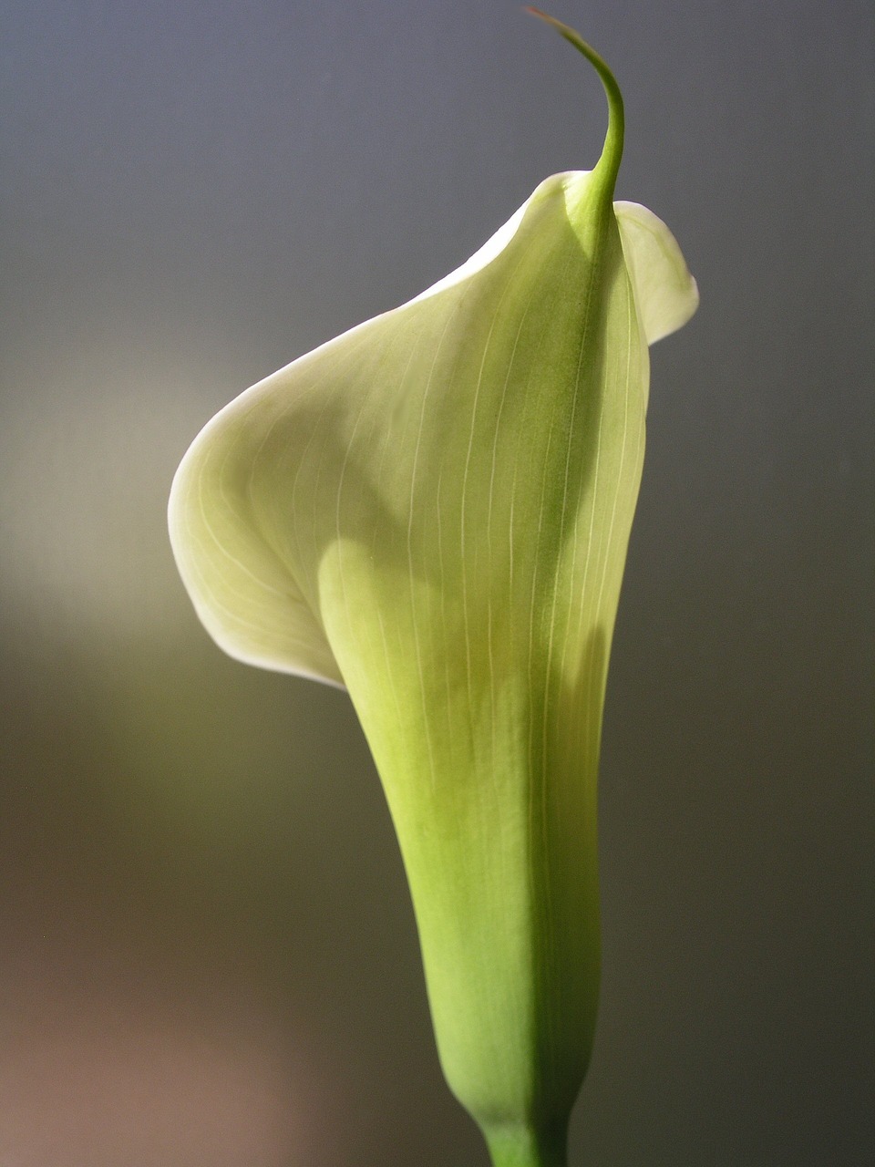 Image - lily arum sympathy white flower