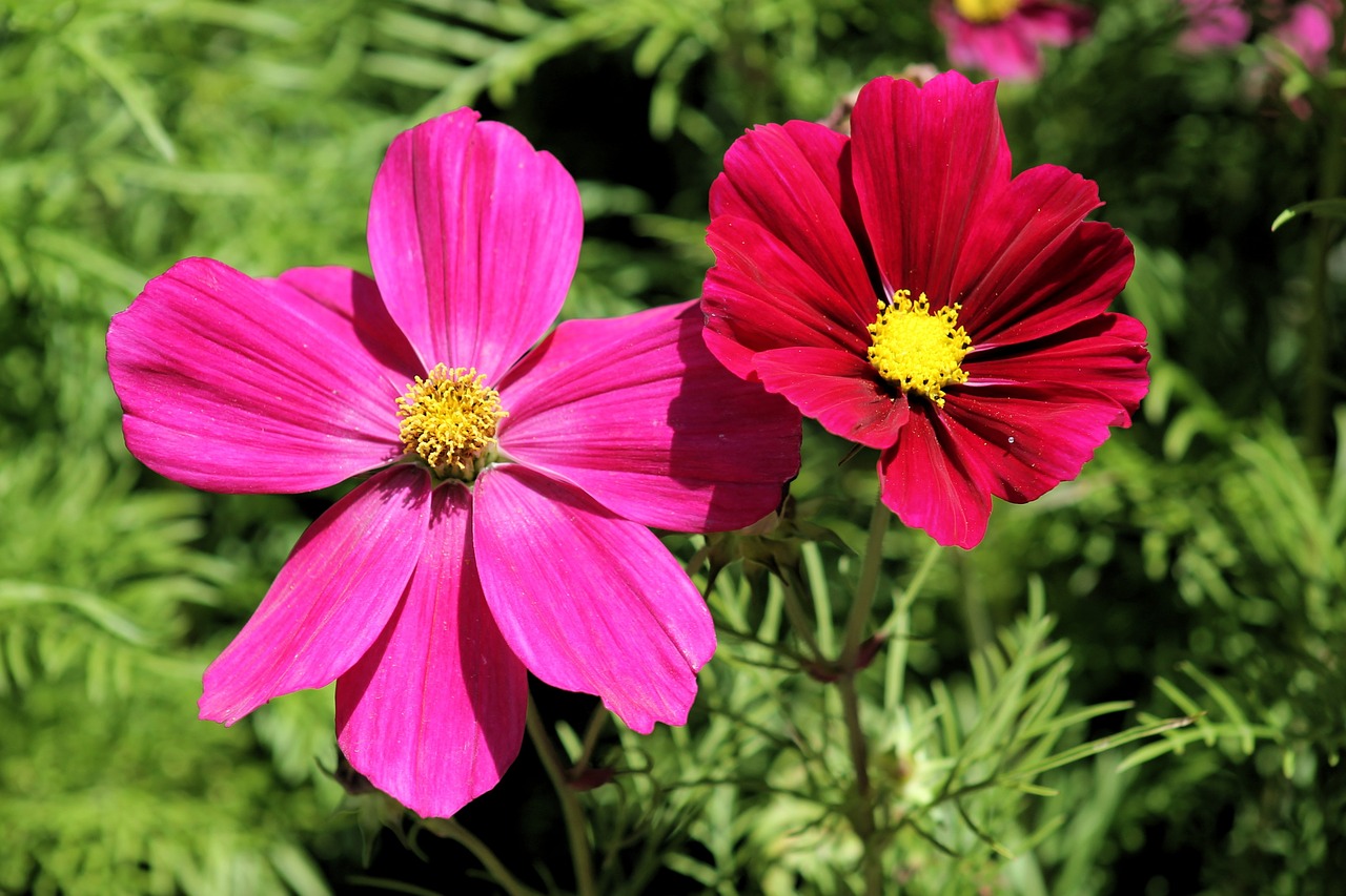 Image - cosmos bipinnatus cosmea flowers