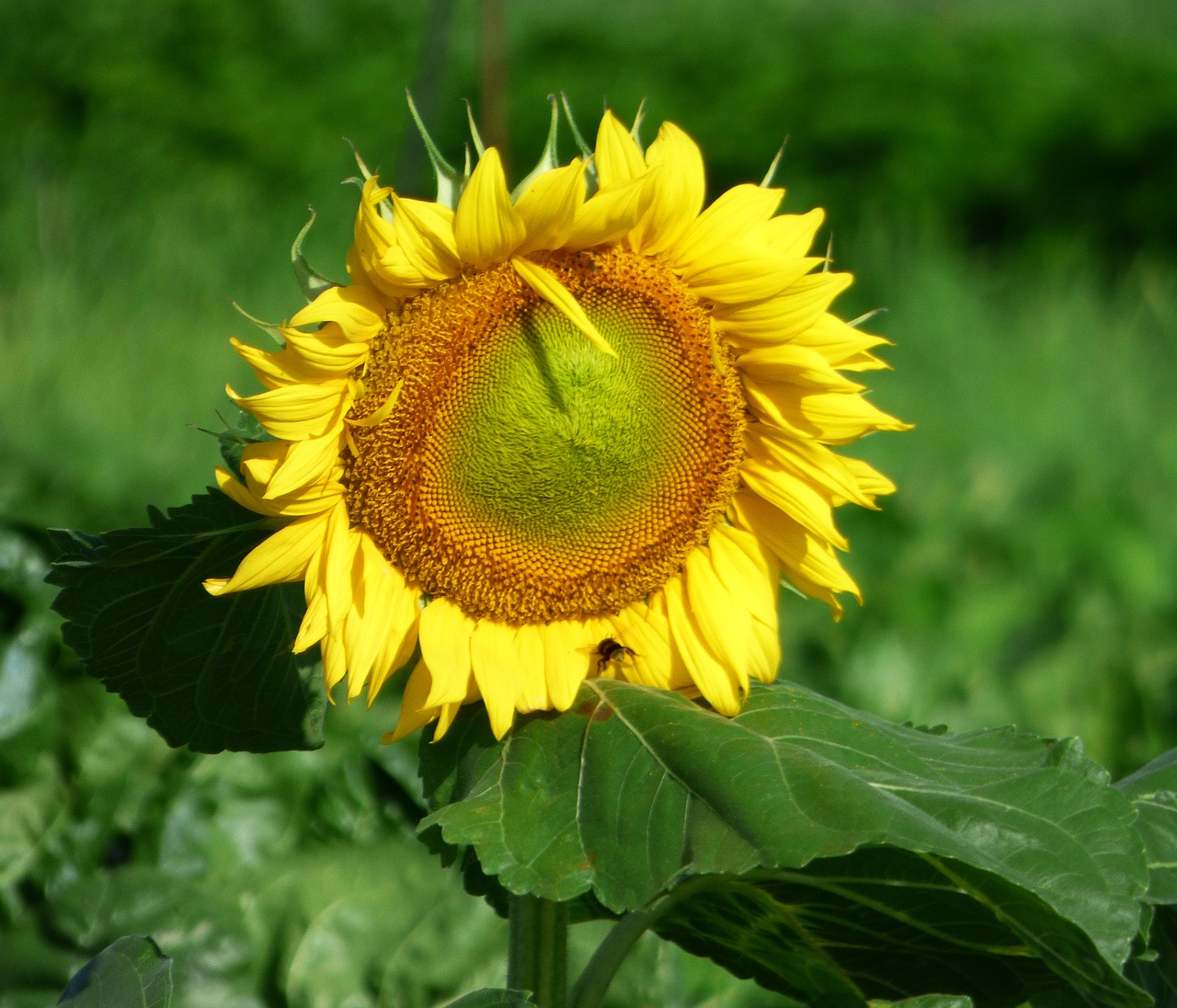 Image - flower sun nature sunflower yellow