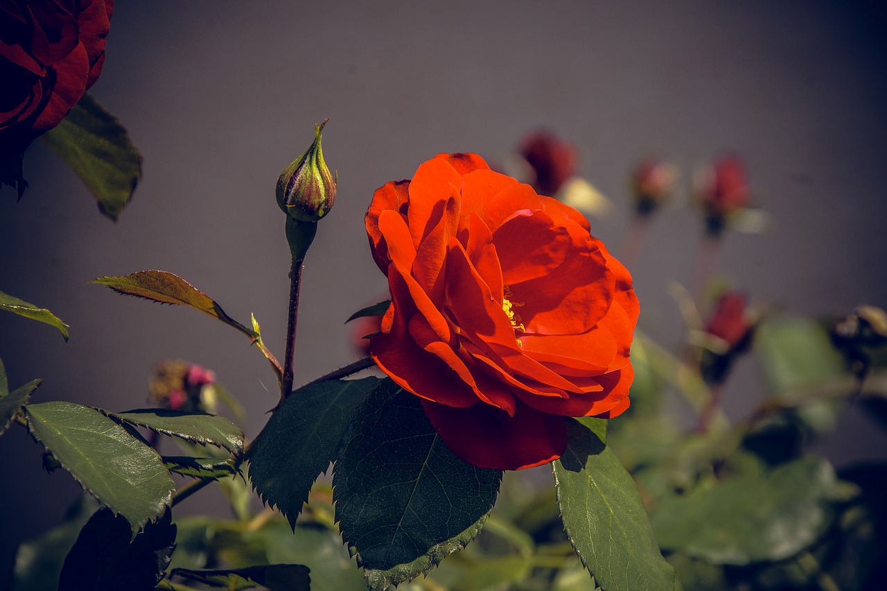 Image - rose blossom bloom close rosaceae