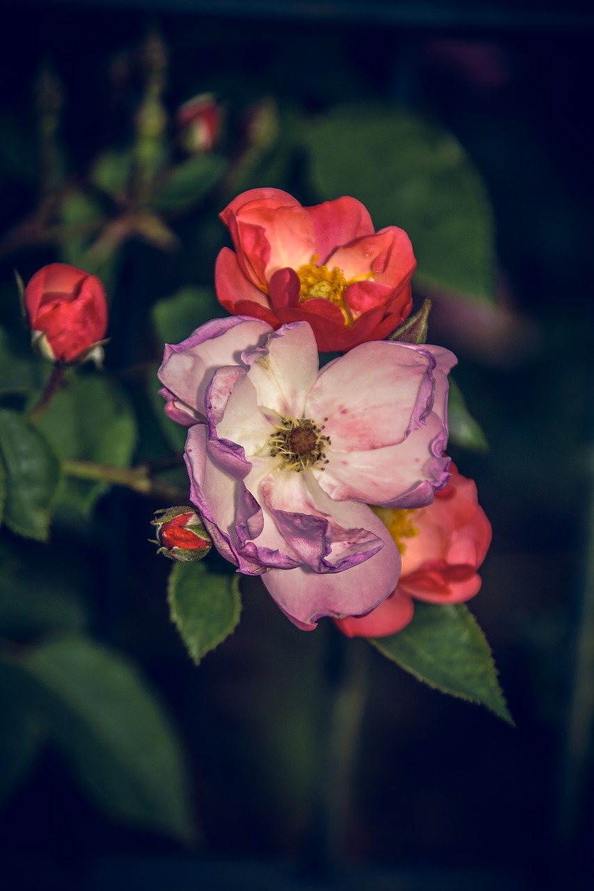 Image - rose blossom bloom close rosaceae