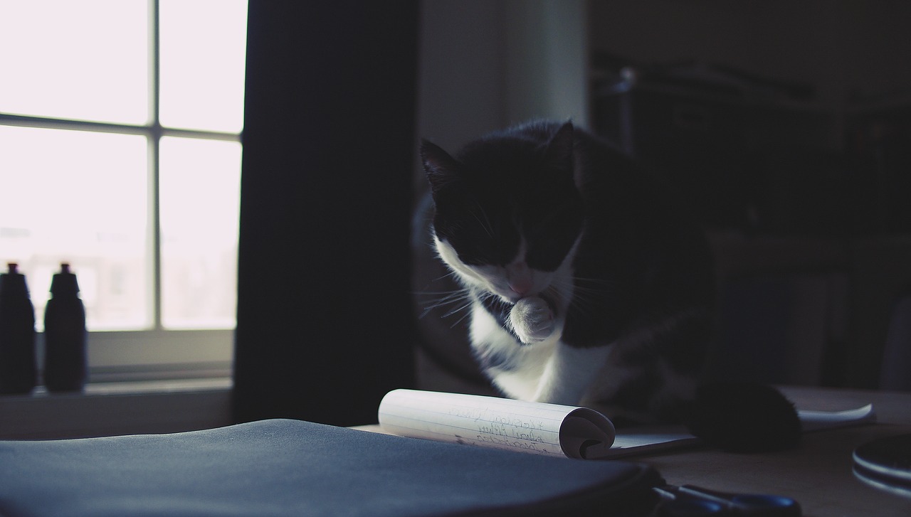 Image - cat kitten pet animal desk