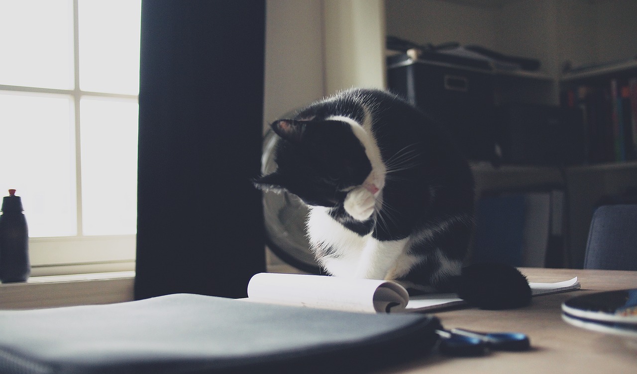 Image - cat kitten animal pet desk office