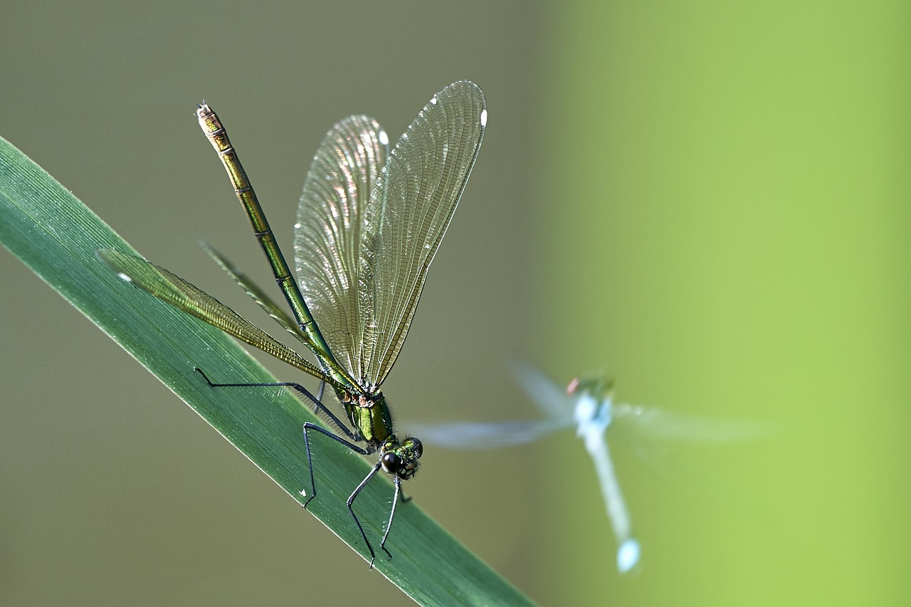 Image - dragonfly green wetlands summer