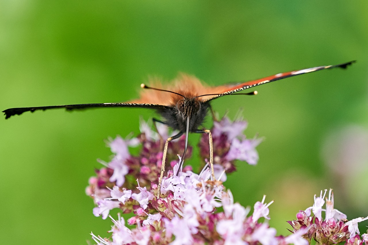 Image - butterfly peacock close frontal