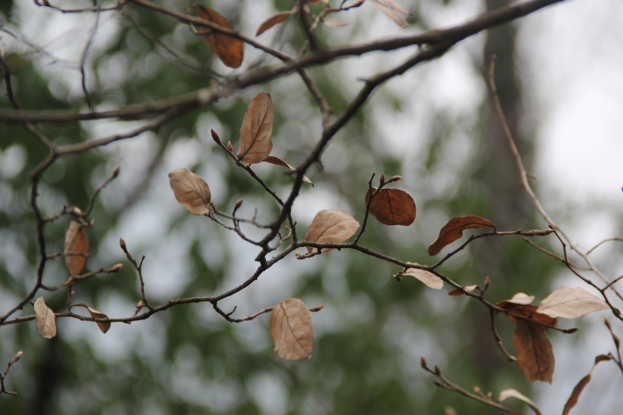 Image - defoliation deadwood blur