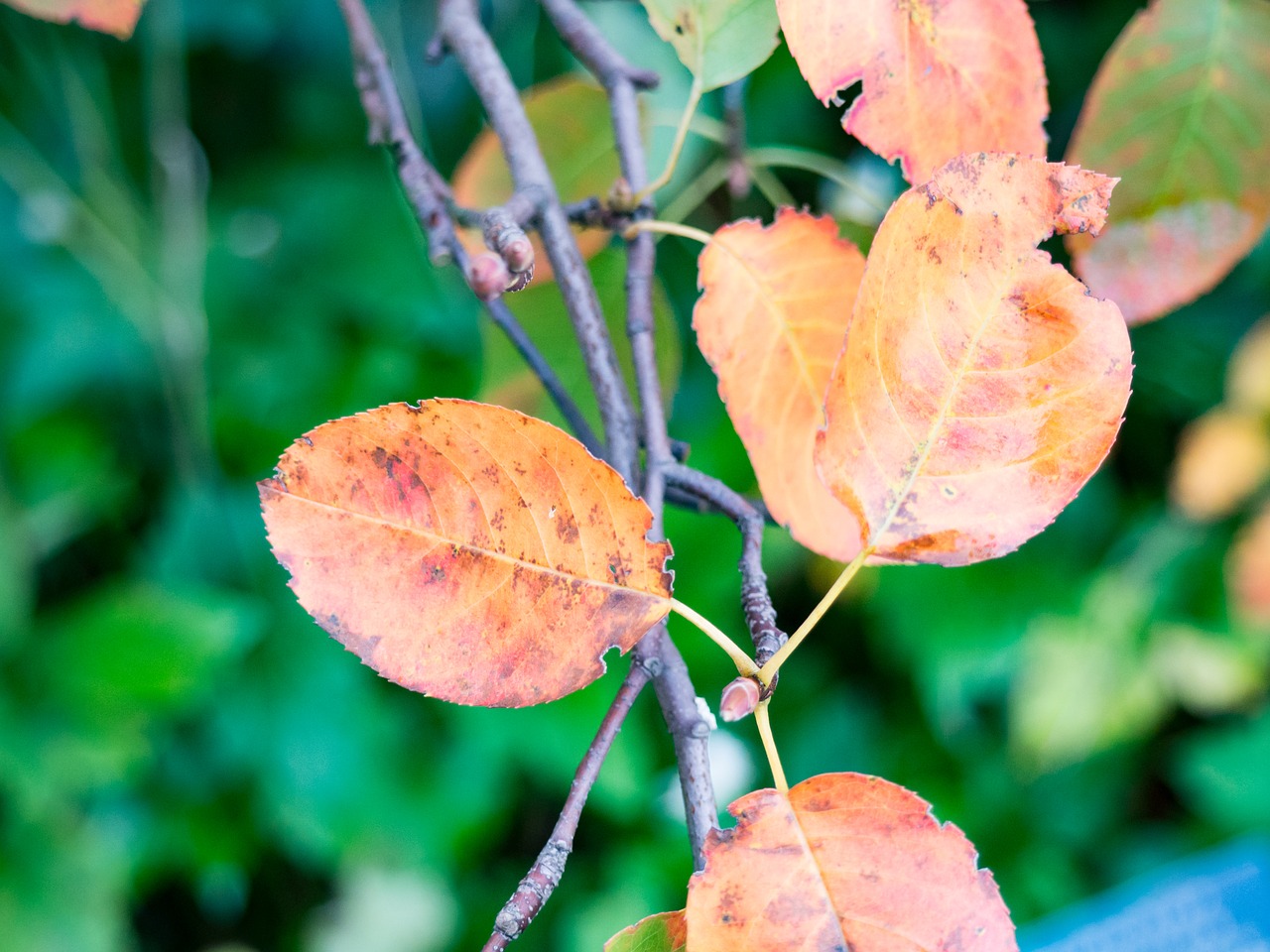 Image - green trees plant nature blur