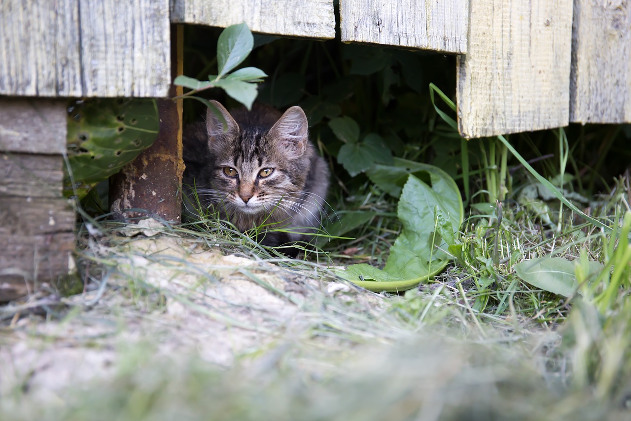 Image - cat fence summer pet village