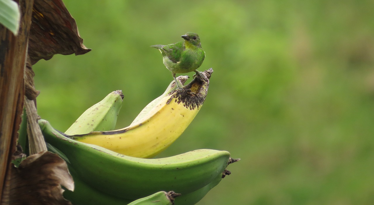 Image - nature birds bird banana tree