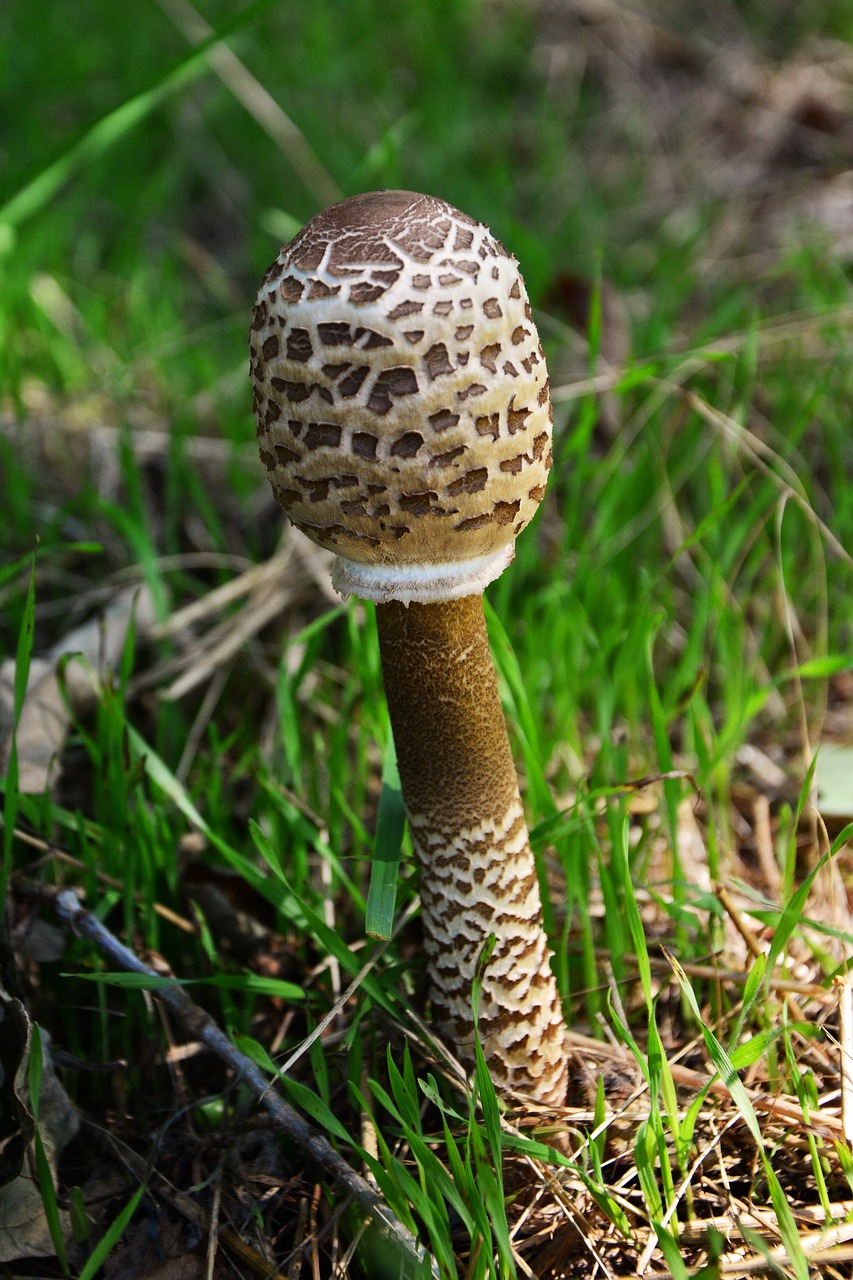 Image - giant schirmling macrolepiota