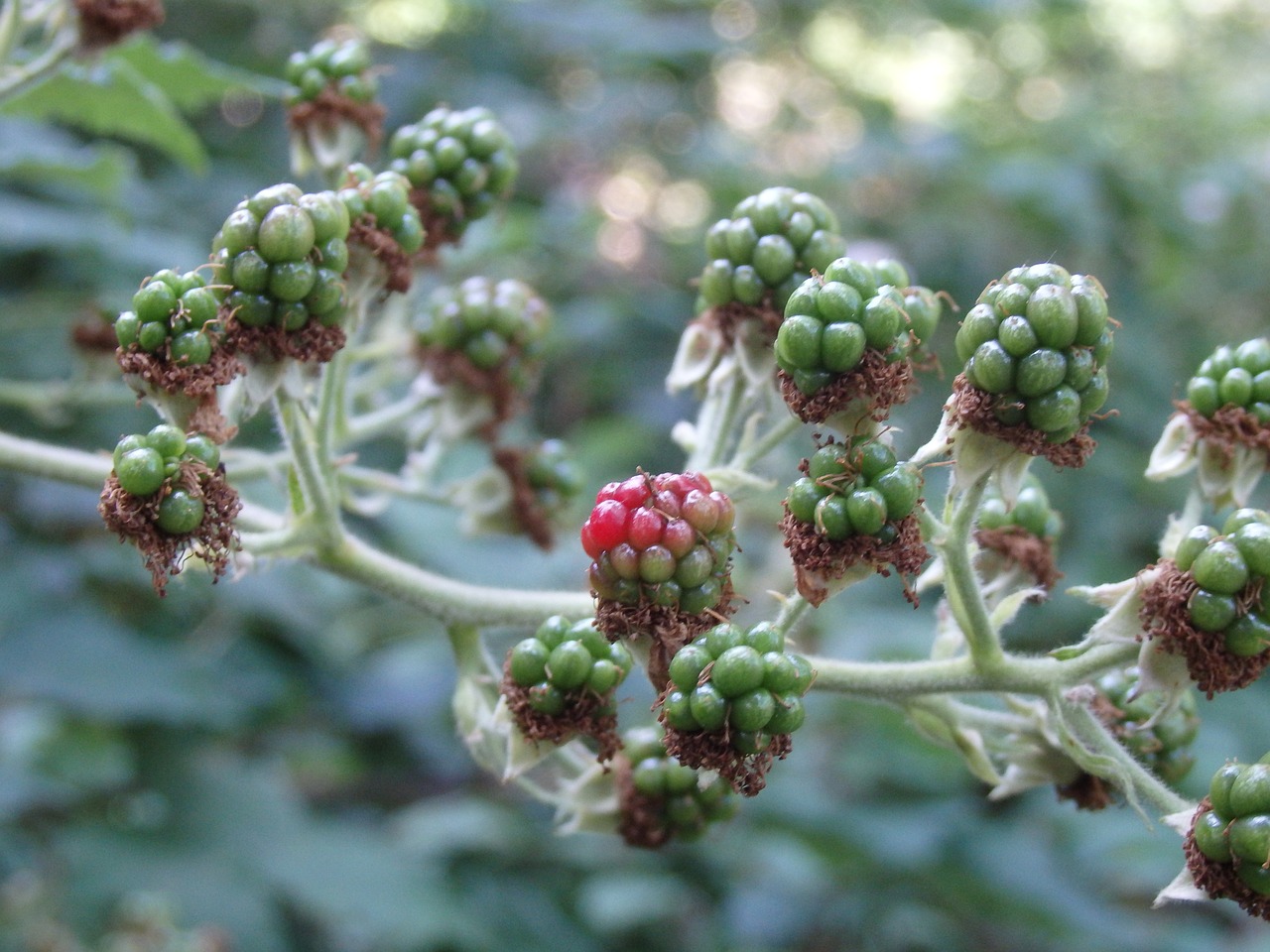 Image - blackberry unripe berries fruit