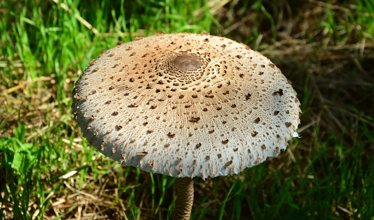 Image - giant schirmling macrolepiota