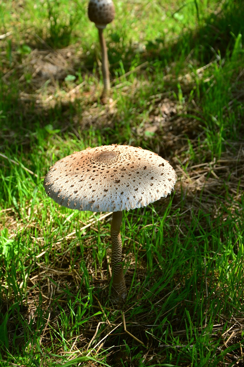 Image - giant schirmling macrolepiota