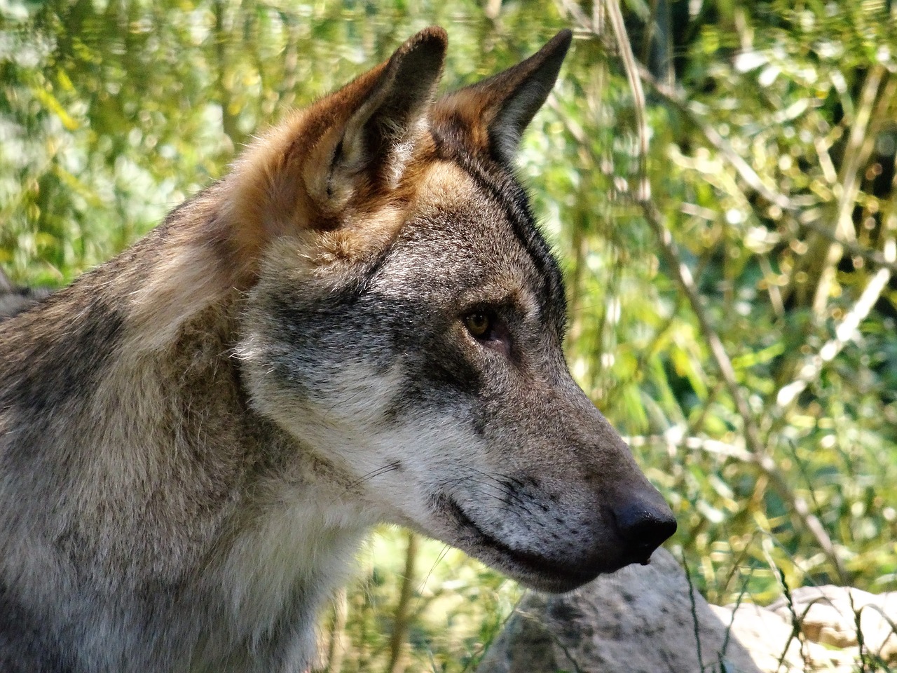 Image - wolf wolf head animal zoo