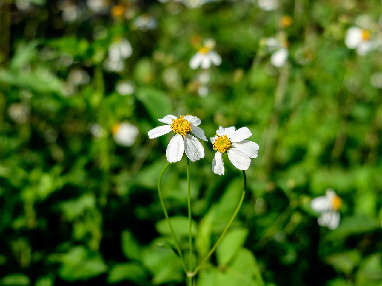 Image - flowers hoaxuyenchi green