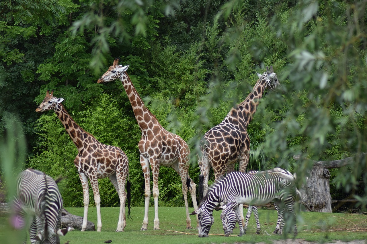 Image - giraffe zoo close spotted