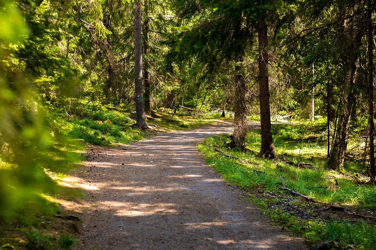 Image - forest nordic forest nature nordic