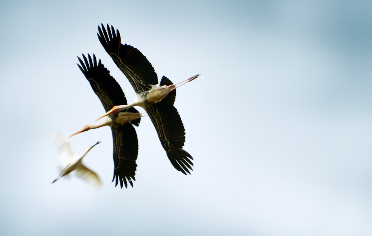 Image - animals birds sri lanka