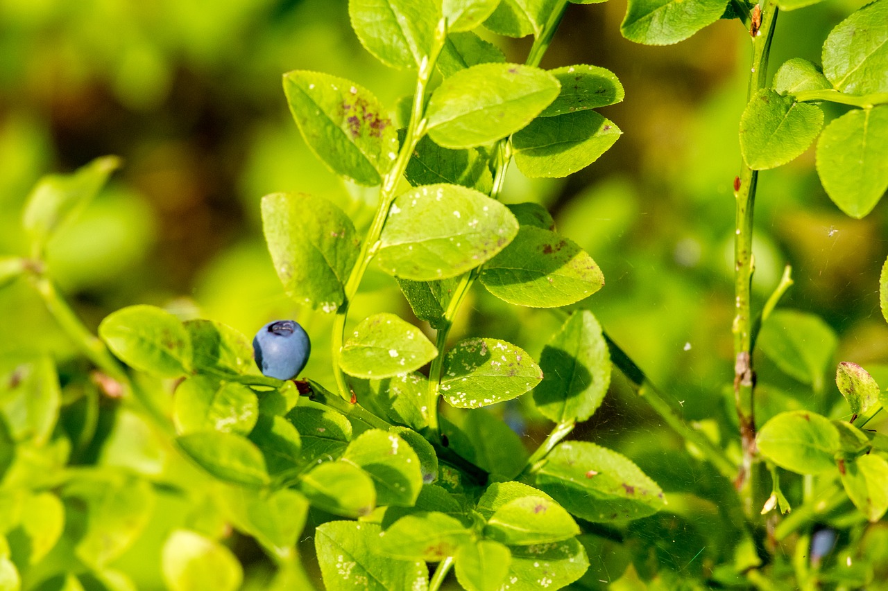 Image - blueberry plant food ripe berry