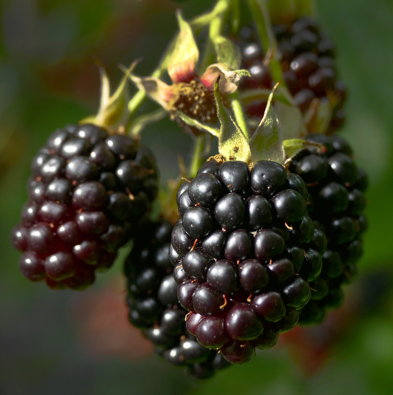 Image - blackberry berries fruit bush