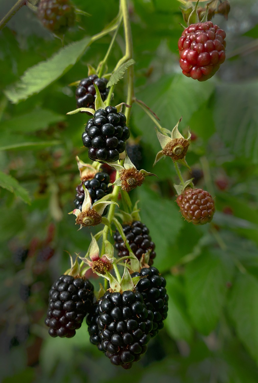 Image - blackberry berries fruit bush