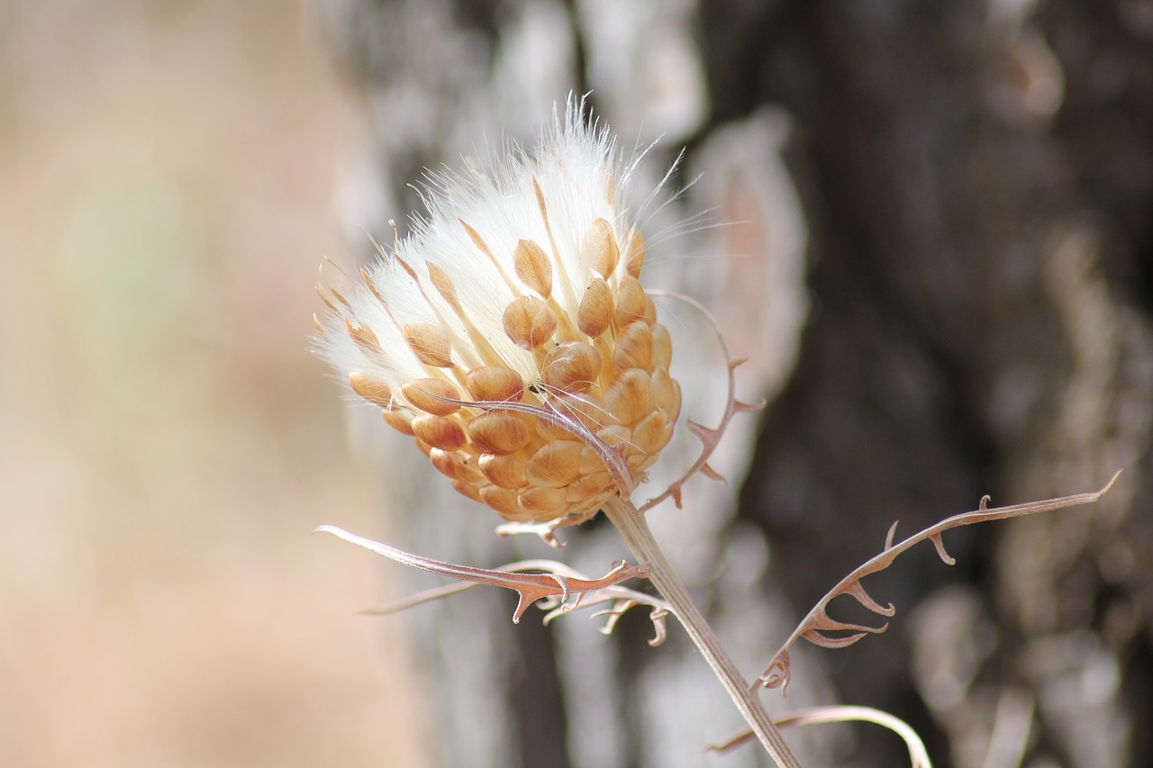 Image - flower thistle wild flower provence