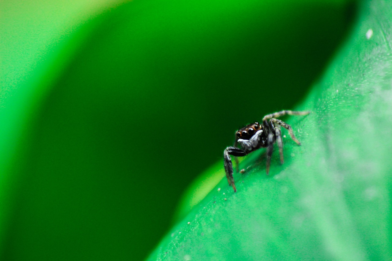 Image - spider insect outdoor green leaf