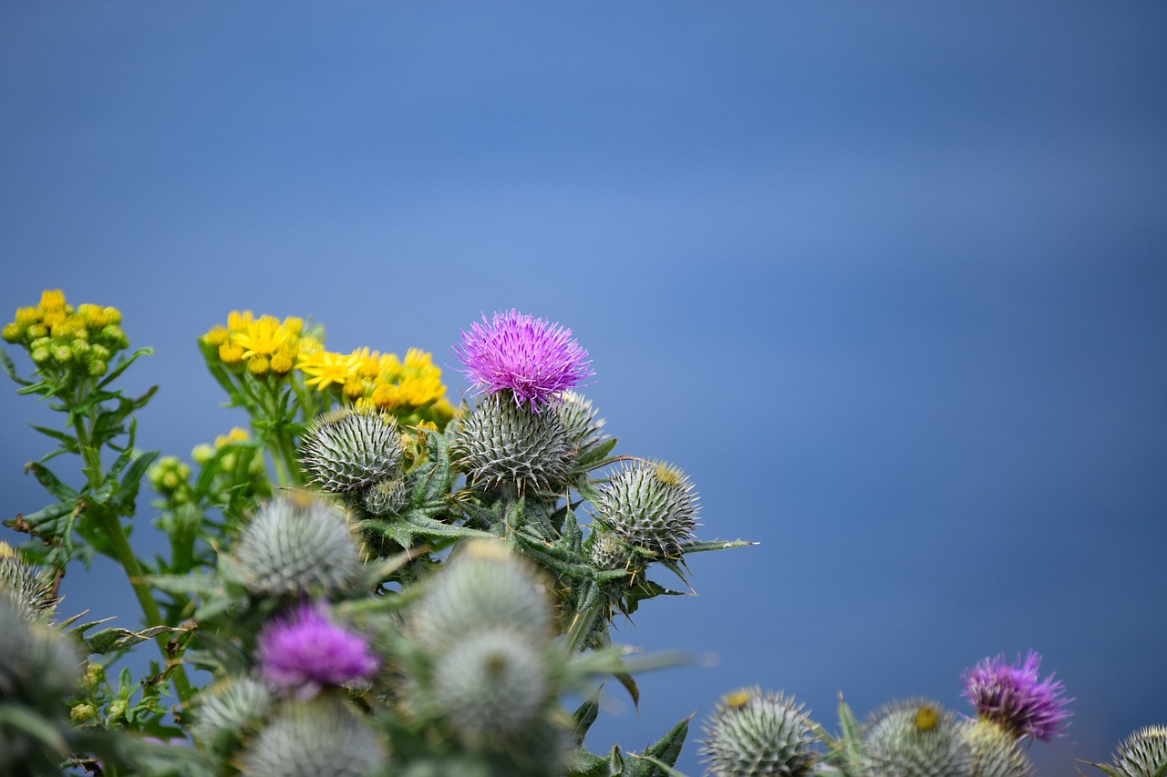 Image - title sea flower flowers nature
