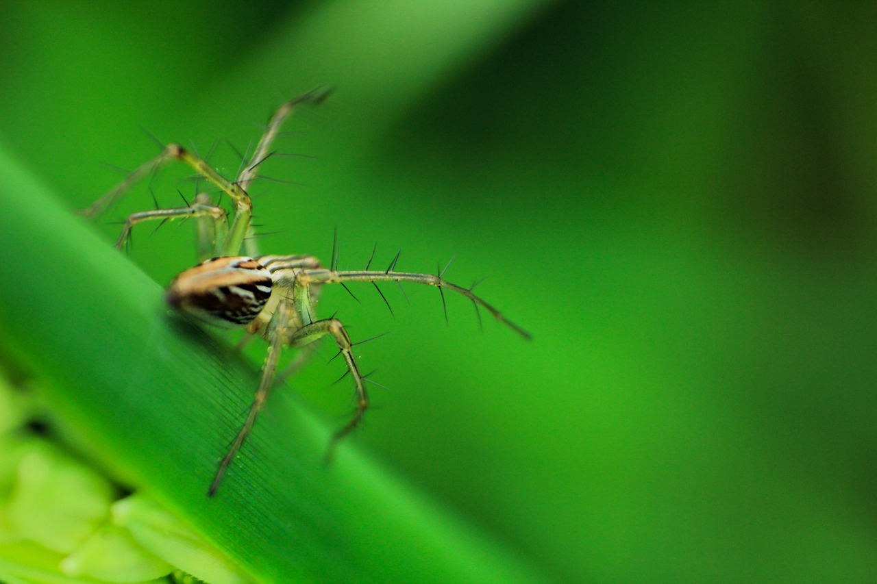 Image - spider insect outdoor green leaf