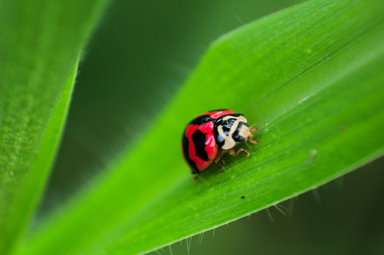 Image - beetle bug insect outdoor green