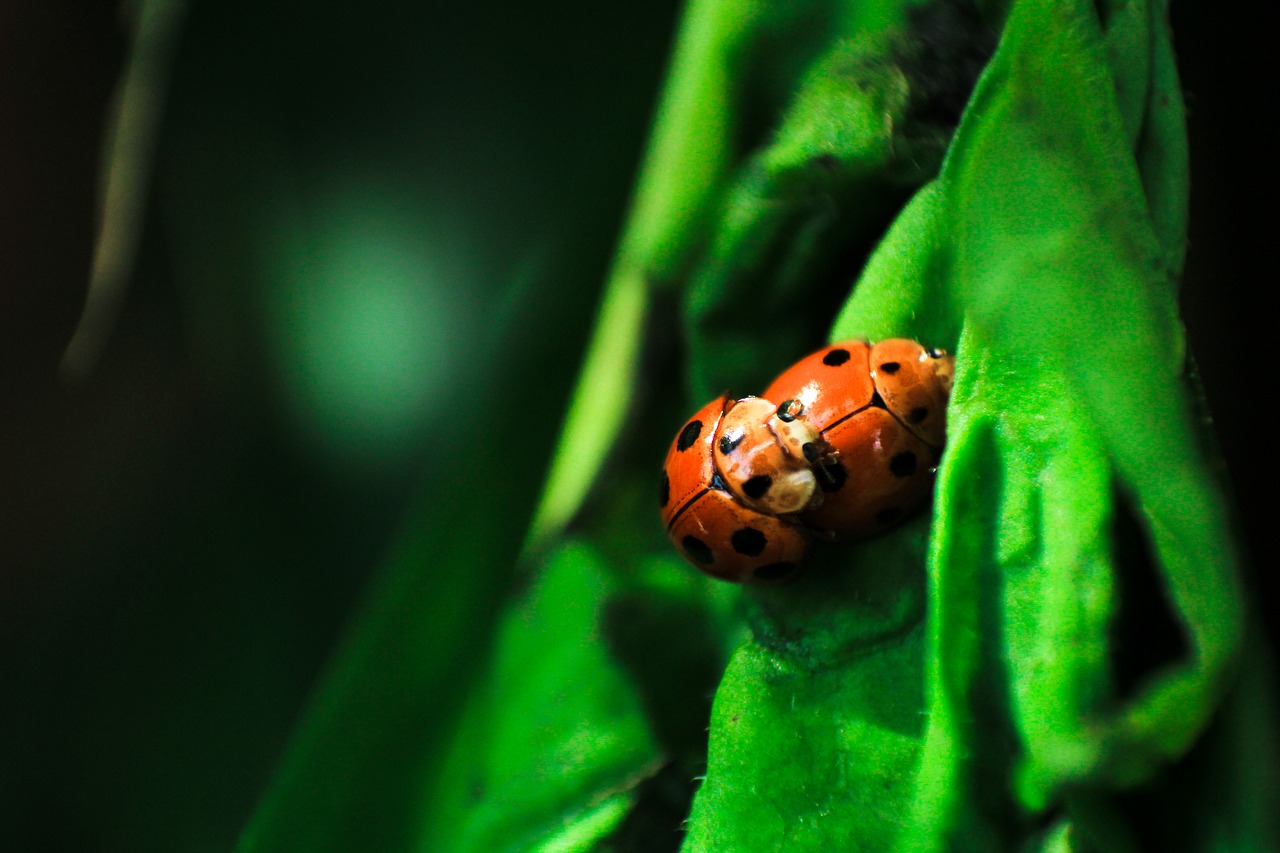 Image - beetle bug insect outdoor green