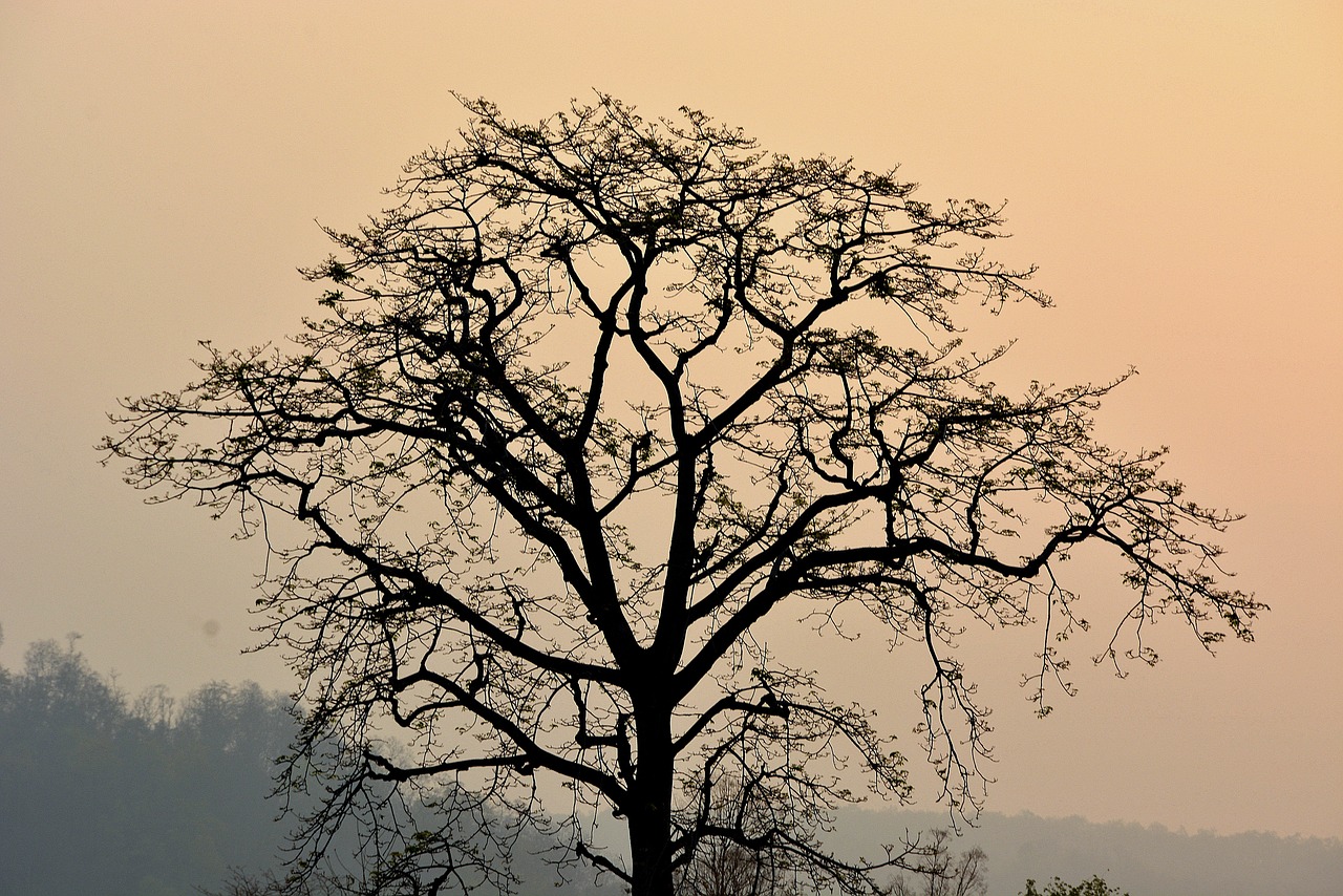 Image - tree branches plant nature foggy