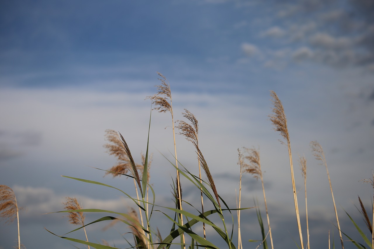 Image - cane grass dramatic sky water canal