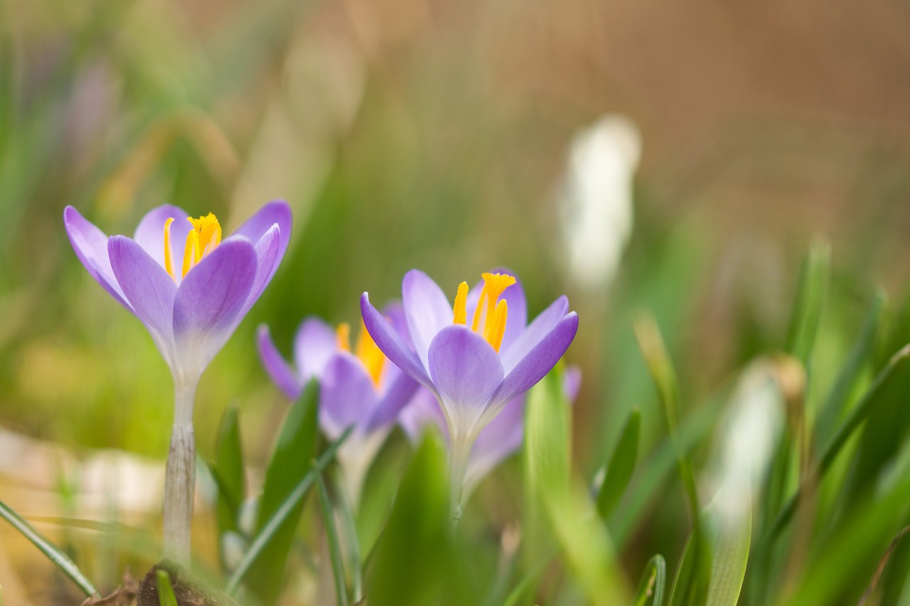 Image - flowers crocus spring nature