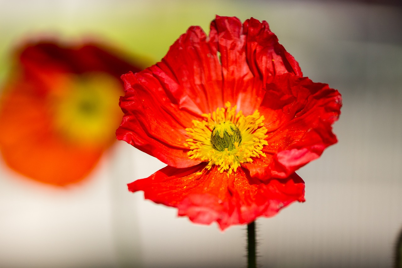 Image - poppy poppies wild flowers nature