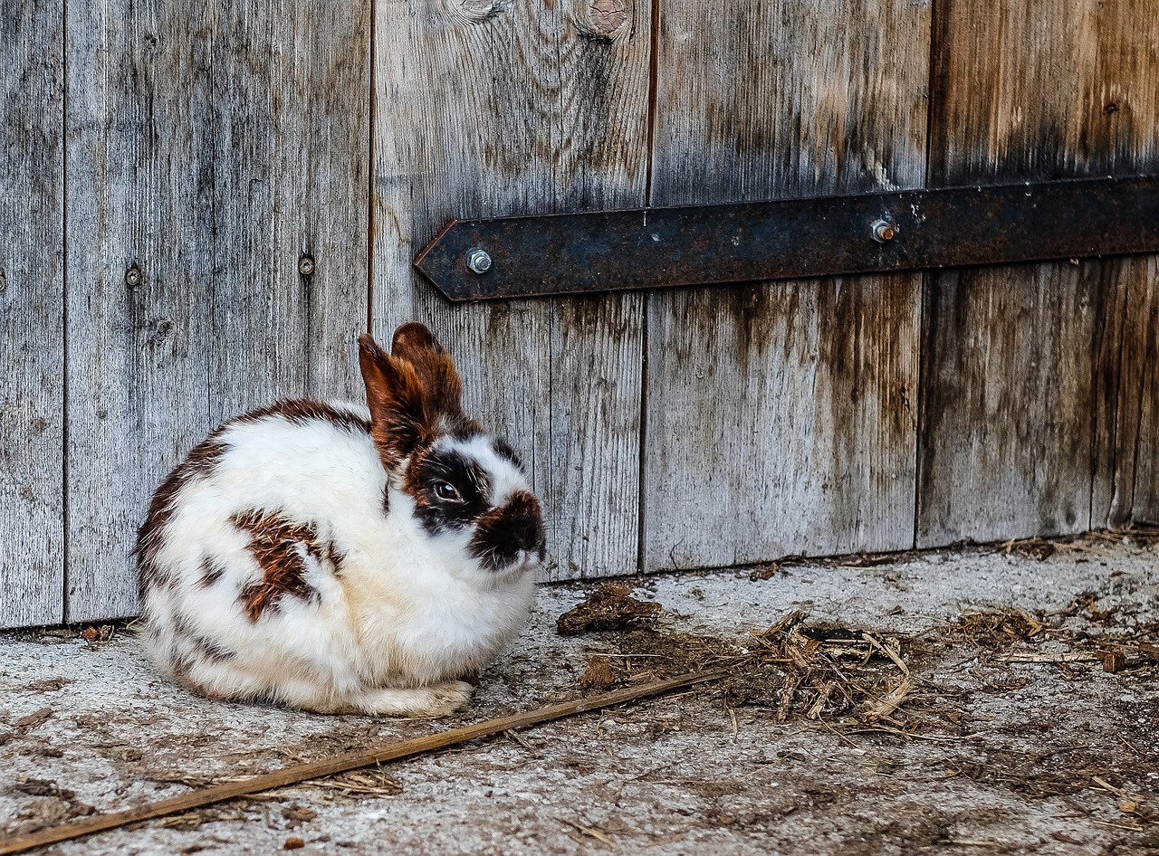 Image - brown black and white rabbit animal