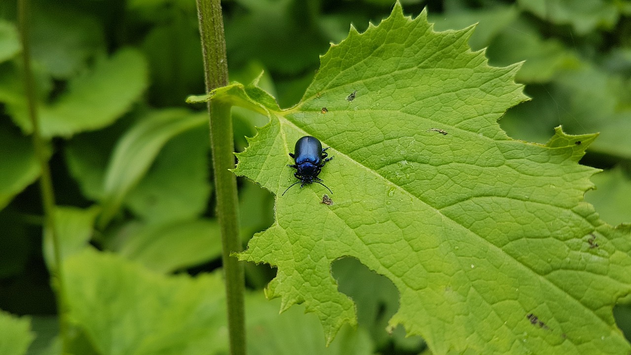 Image - leaf beetle garden insect nature