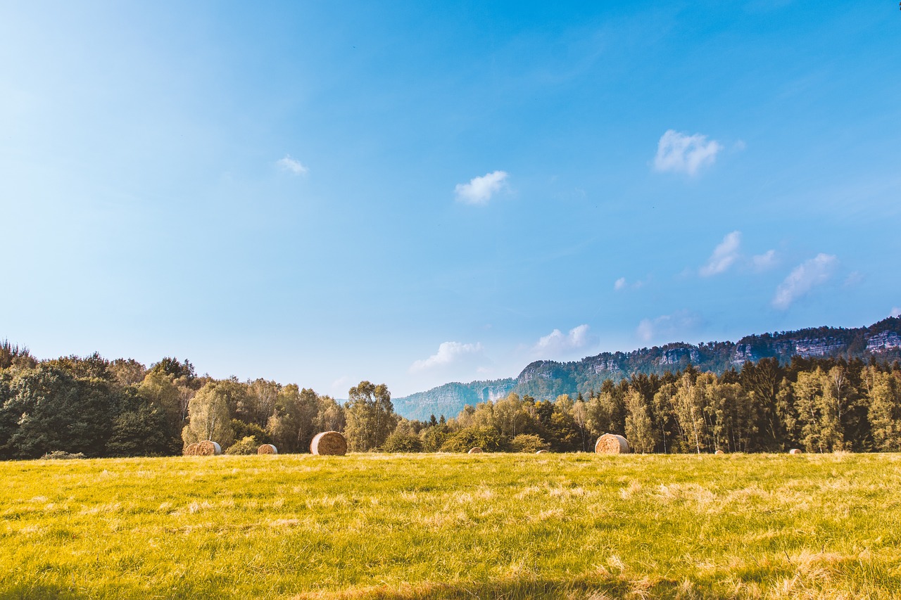 Image - green grass field hay trees