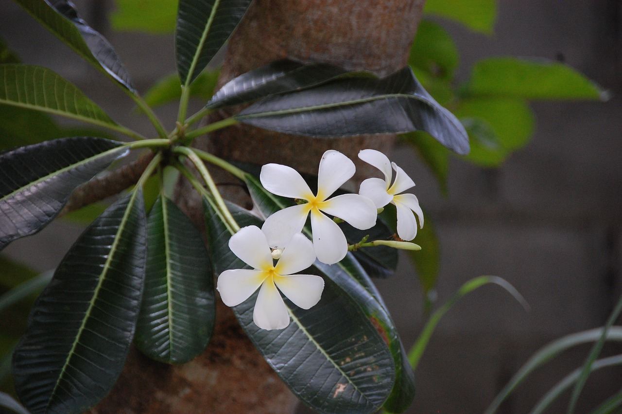 Image - frangipani flowers pretty