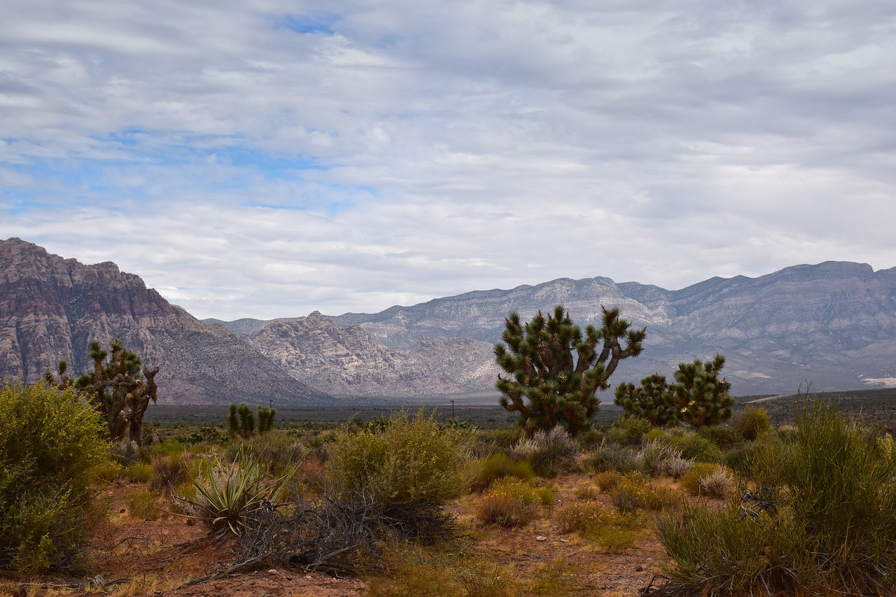 Image - landscapes nature desert plant