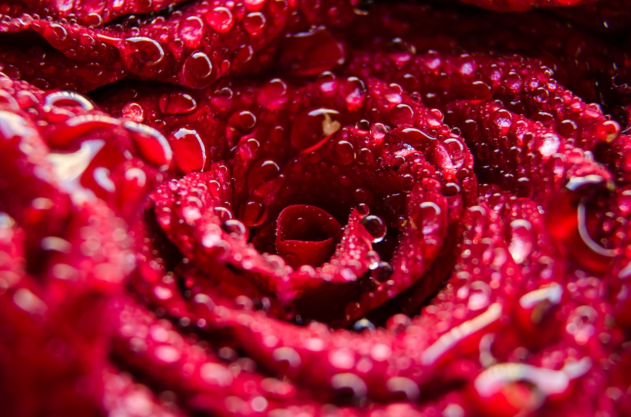 Image - red roses flower wet petals rain