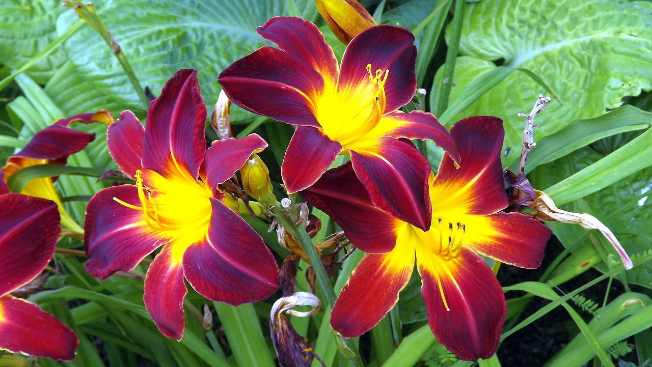 Image - flowers plants lilies two tone