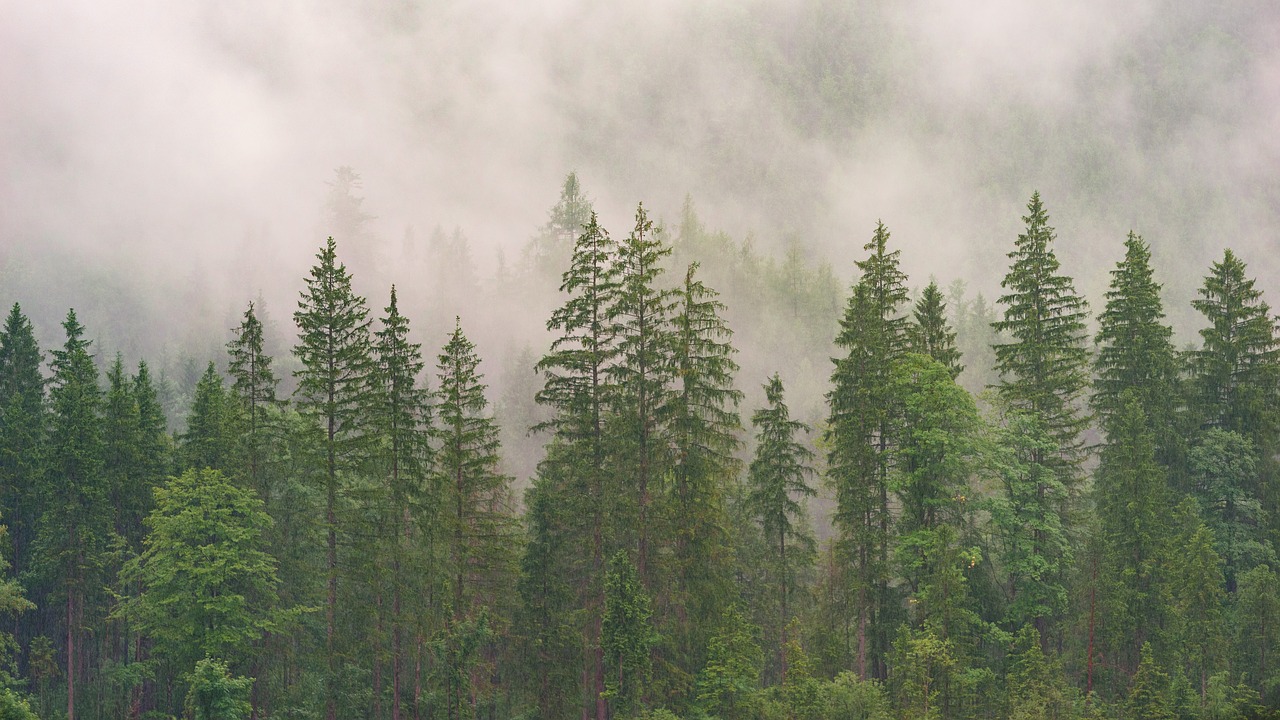 Image - green trees plant nature forest