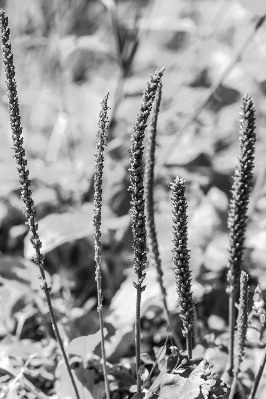 Image - plant nature growth summer straw