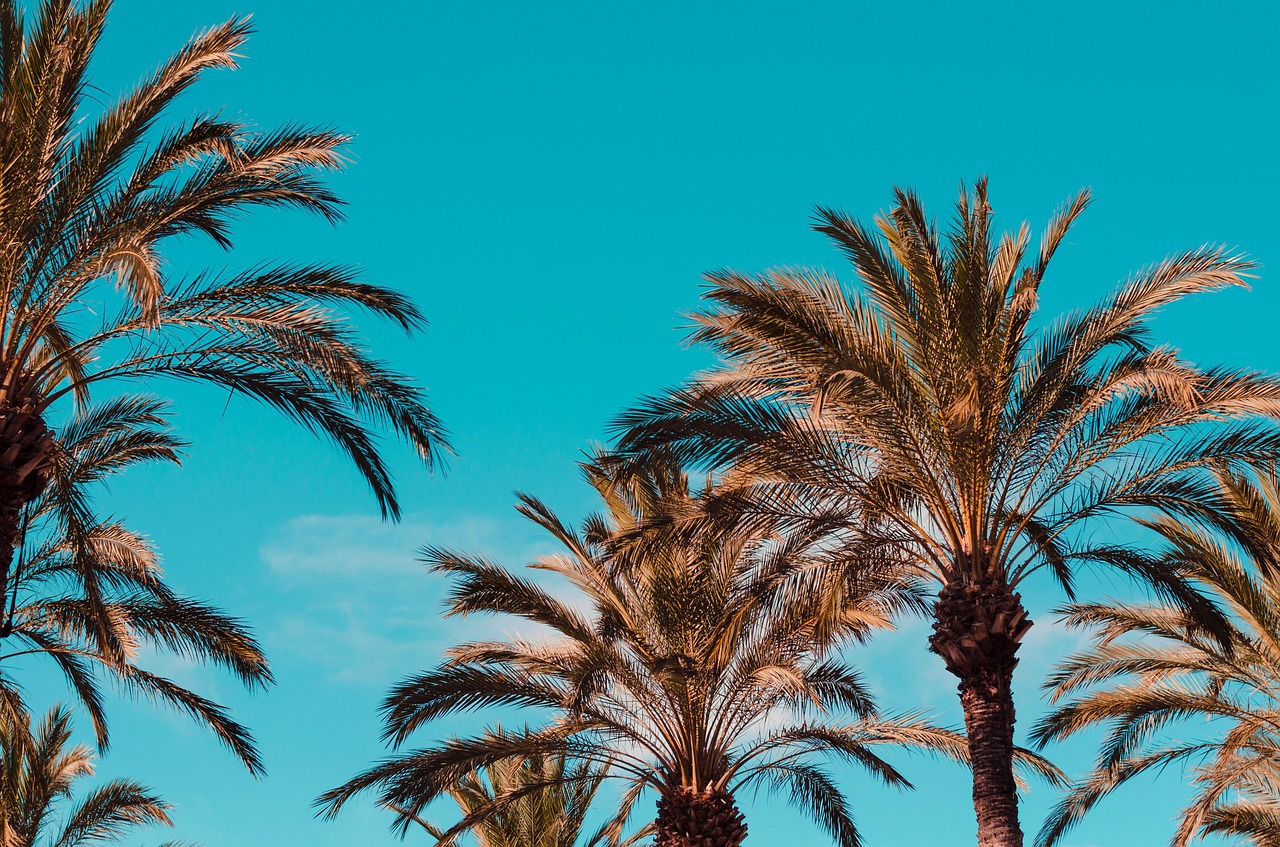 Image - palm coconut tree nature outdoor